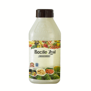 Bacillo Zeal